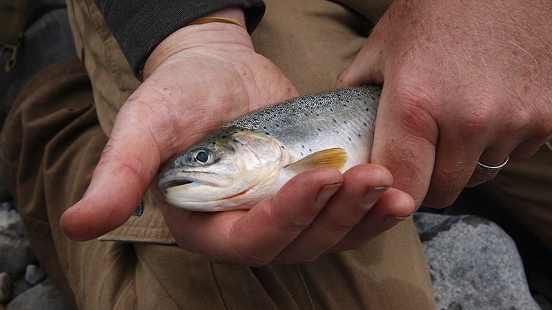West Slope cutthroat trout
