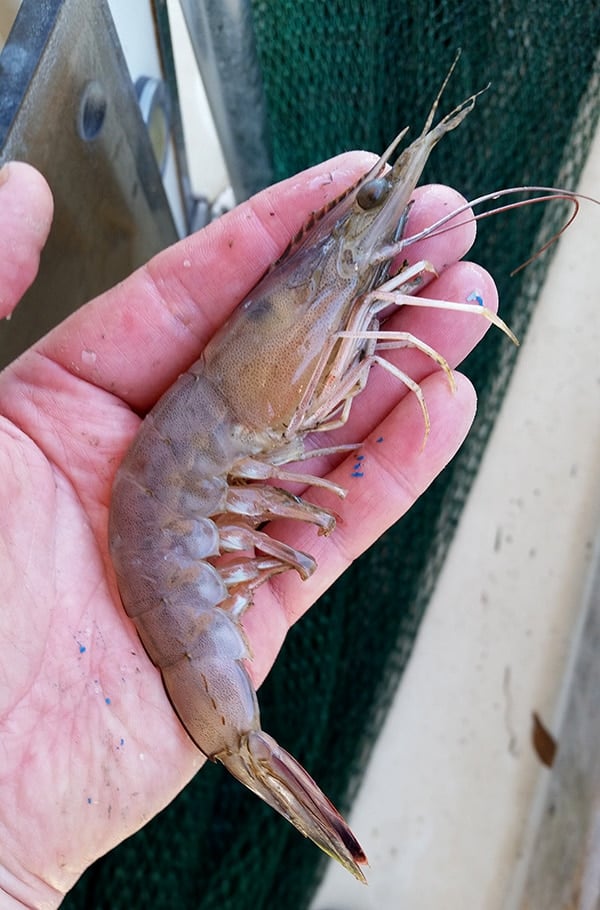 Holding a Gulf shrimp