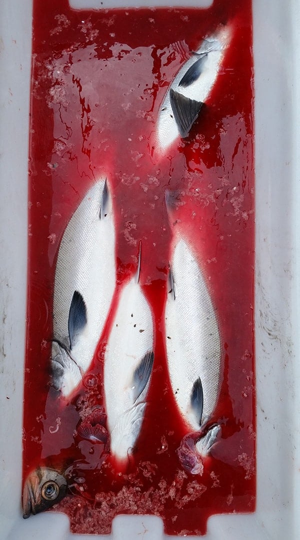 Coho salmon bleeding out in a bin. 