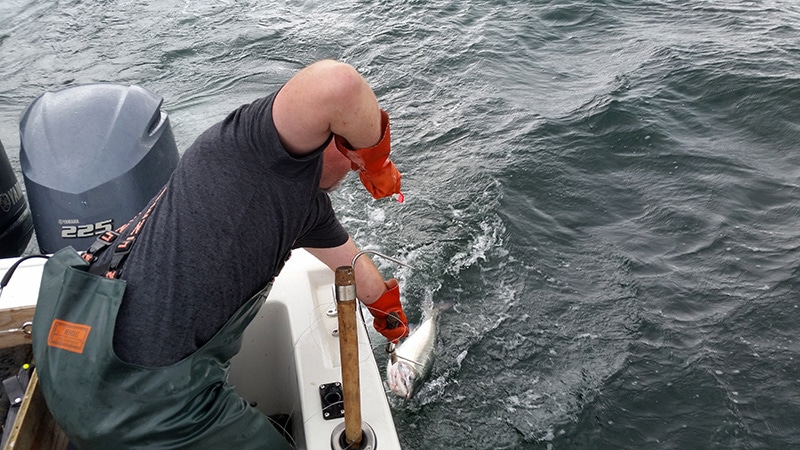 Flipping a coho salmon into the boat. 