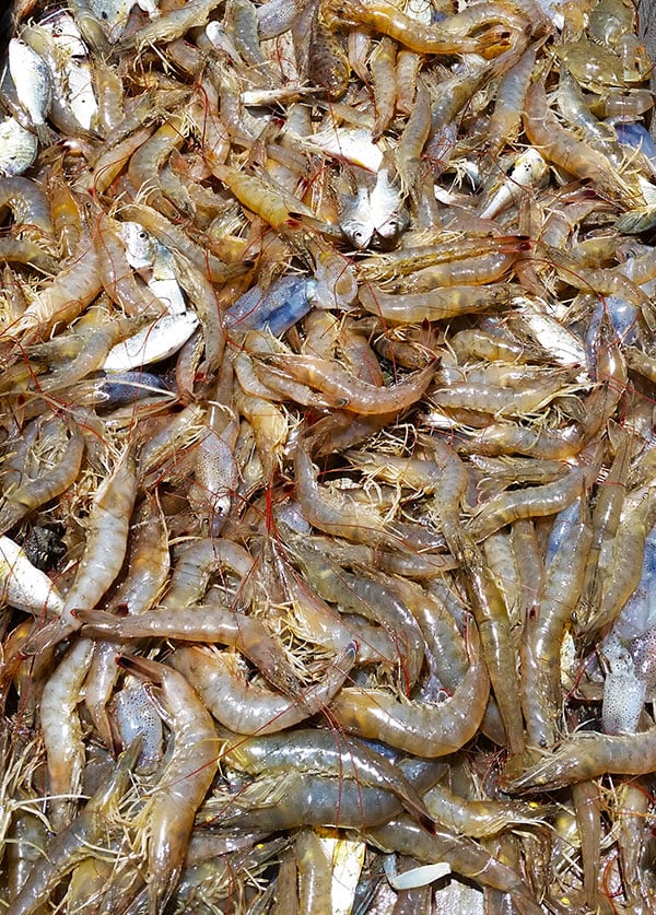 A nice haul of Gulf shrimp