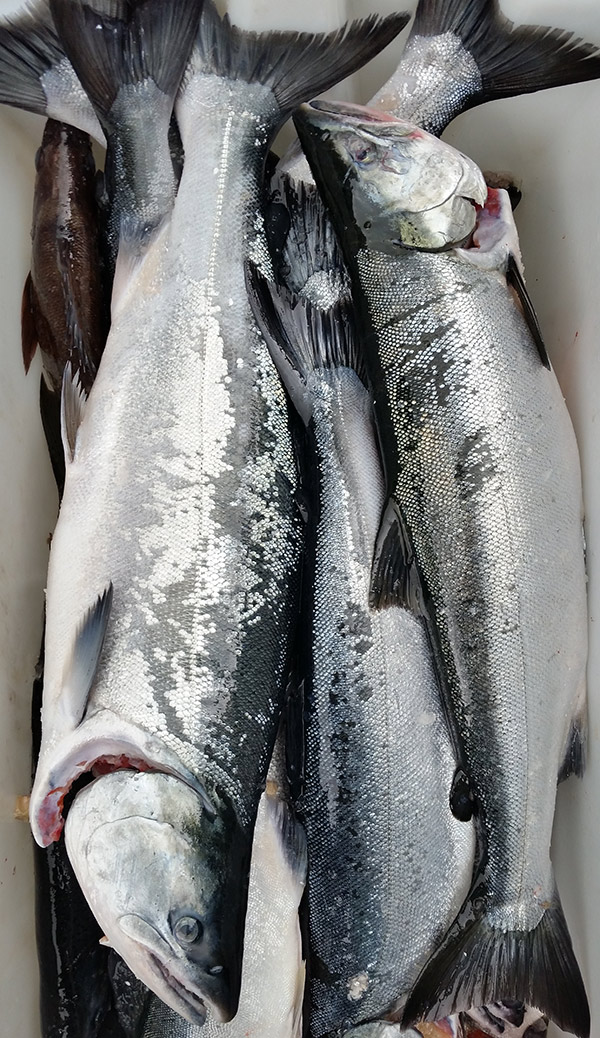 Freshly caught salmon in a bin. 