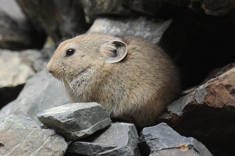 A pika, an adorable relative of the rabbit