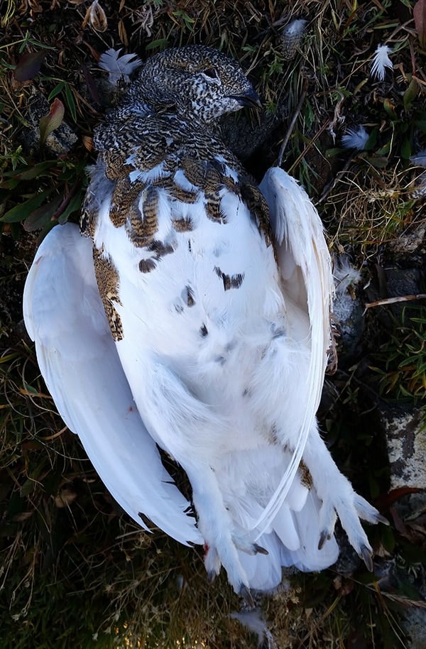 white tailed ptarmigan