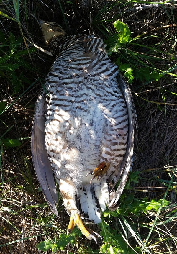 My first prairie chicken