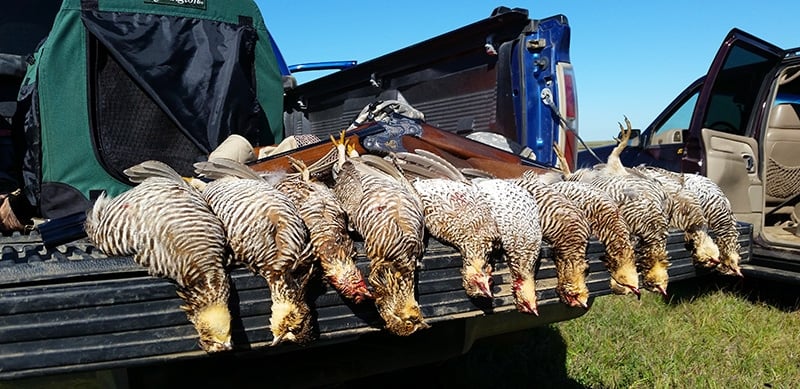 A limit of prairie chickens