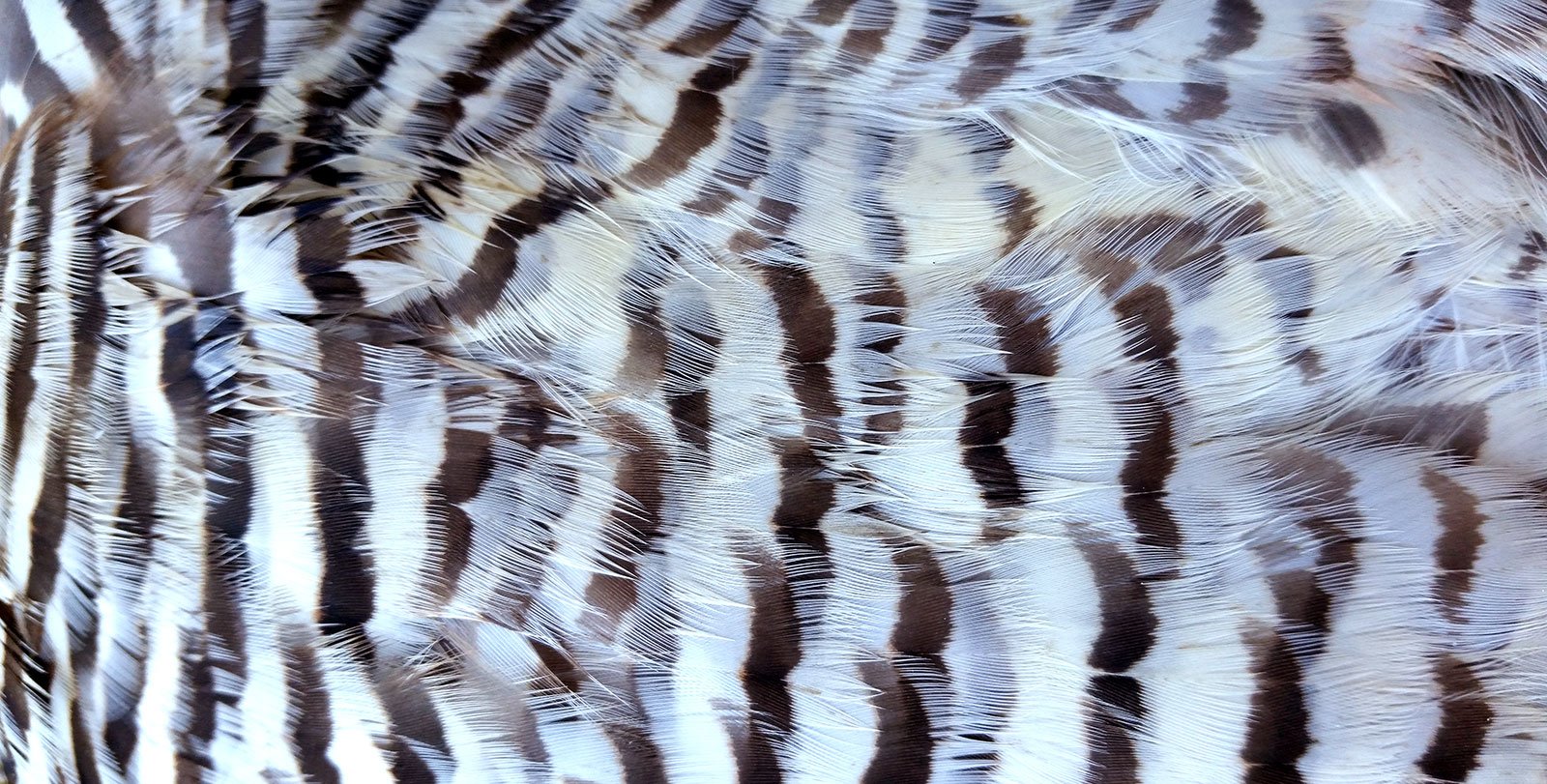 prairie chicken feathers