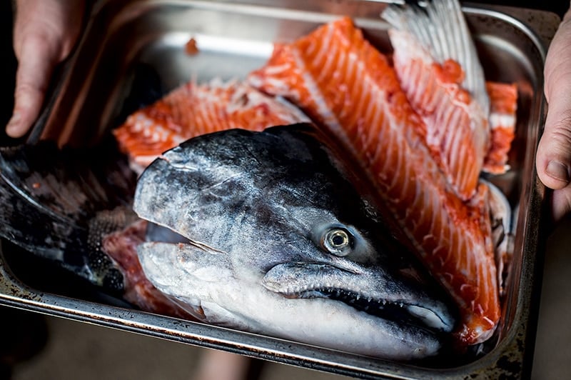 Salmon heads and trim for salmon soup