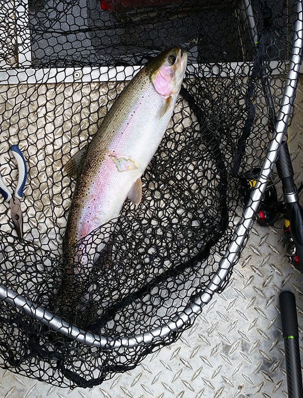 steelhead in a net