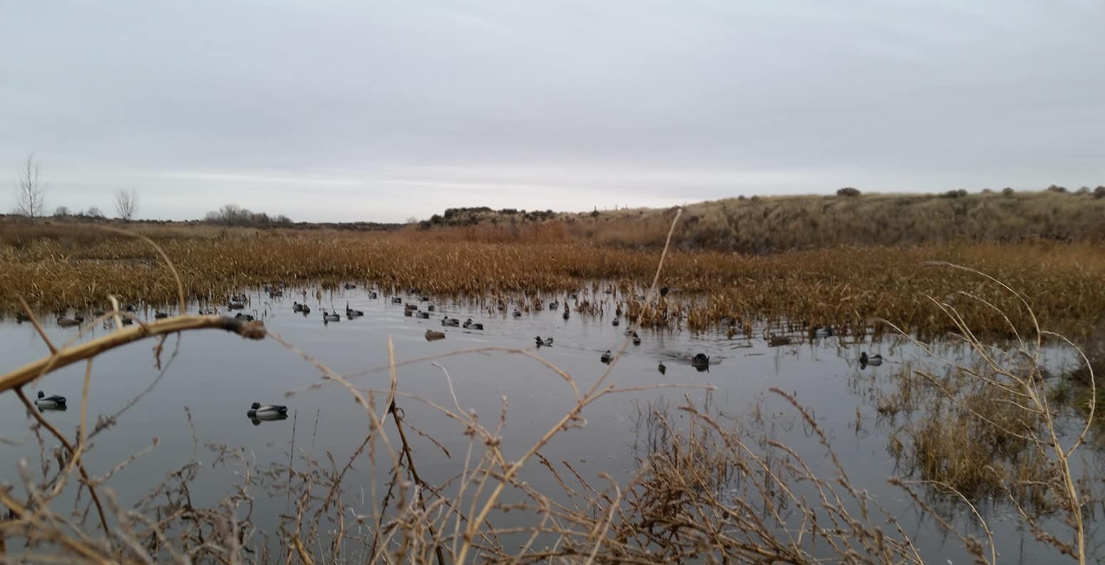 A pond full of mallards. 