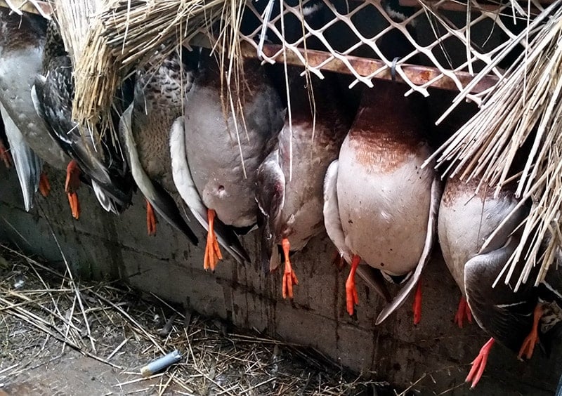 A successful hunt, many mallards