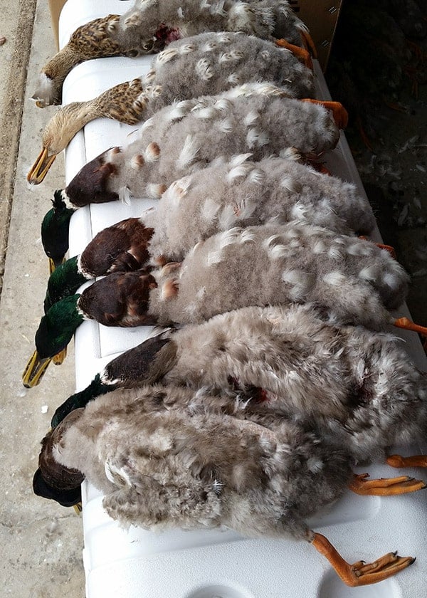 Plucking lots of mallards