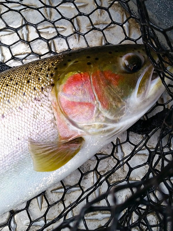 wild steelhead, soon to be released