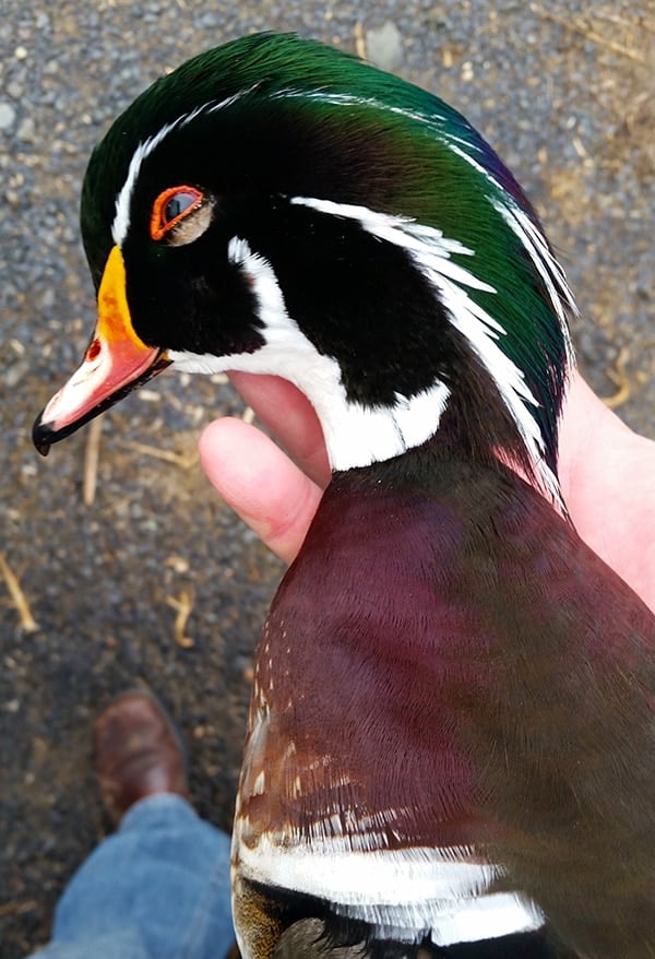 A pretty drake wood duck