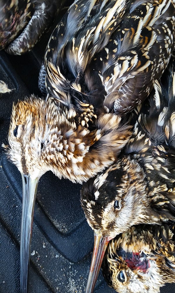 Wilson's snipe ready to be plucked