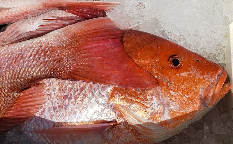 red snapper on ice