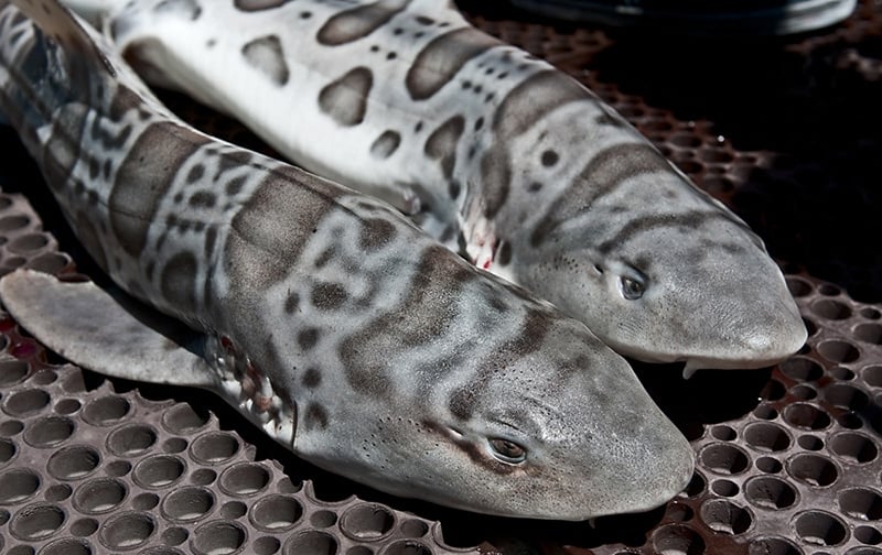 Two leopard sharks. 