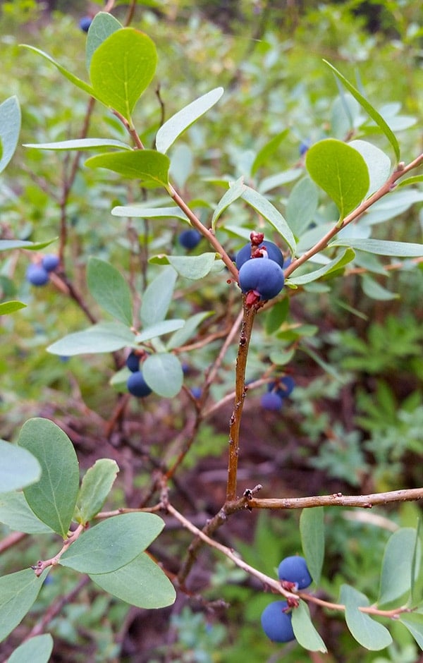 Sierra wild blueberries ready to pick