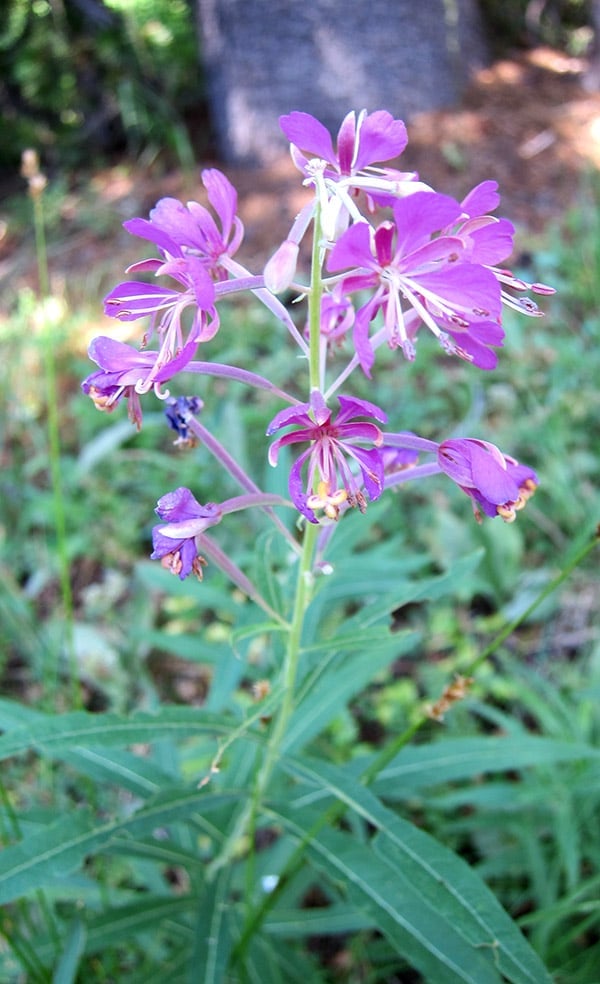 Fireweed growing. 