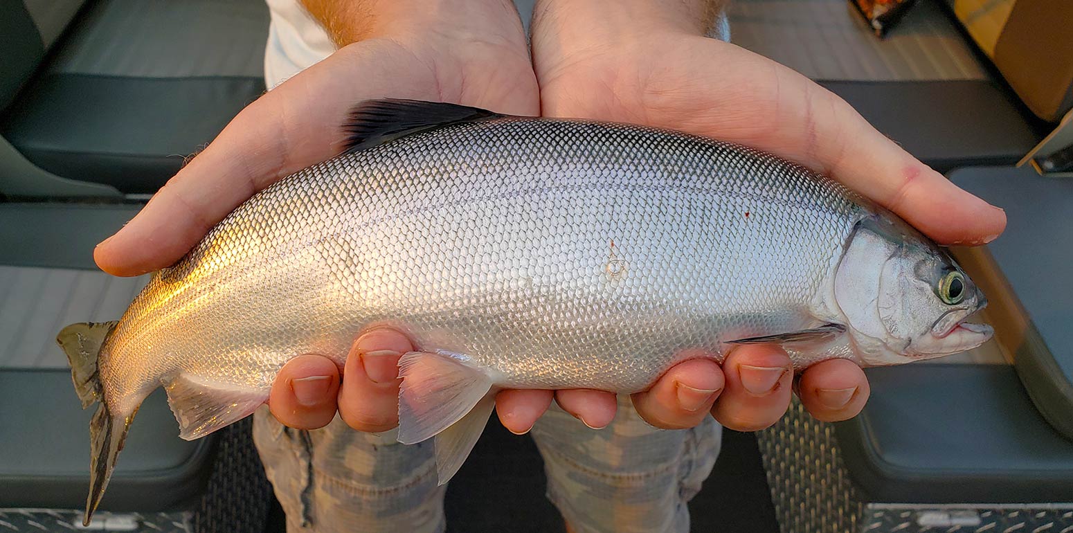 Spring Time Is Kokanee Time