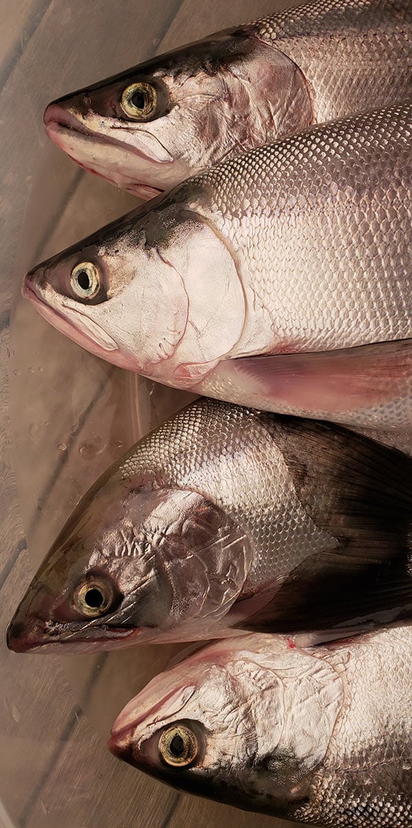 Fresh kokanee, ready to be smoked or filleted