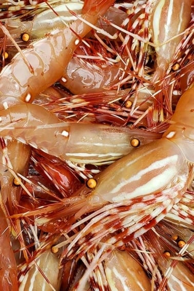 Lots of fresh spot prawns, right out of the water.
