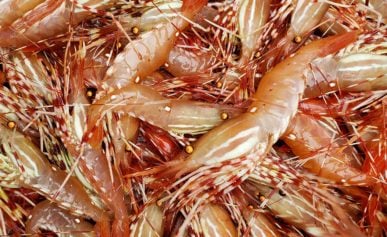 Lots of fresh spot prawns, right out of the water.