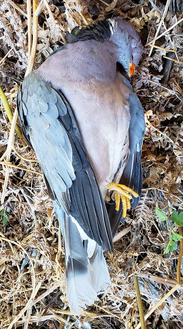 A fallen band-tailed pigeon