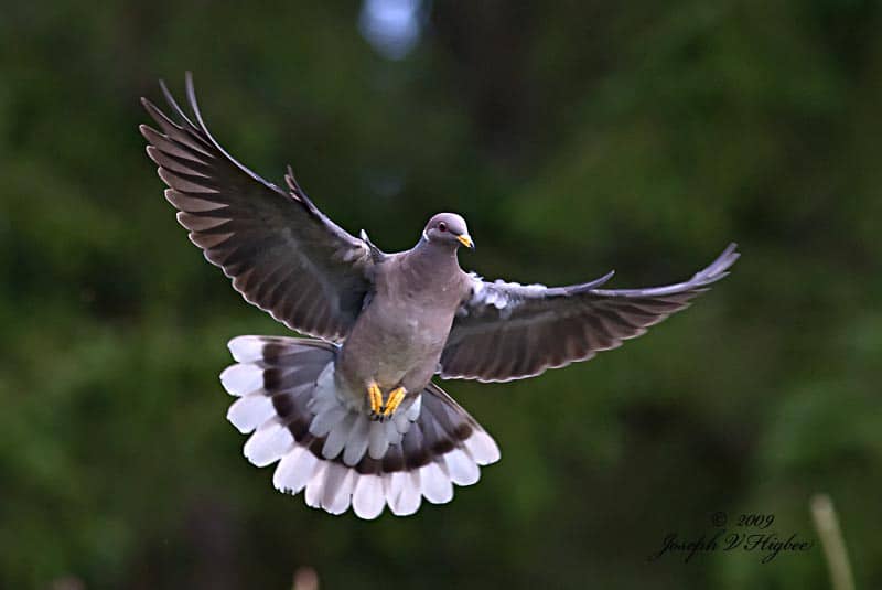 Flying band-tailed pigeon