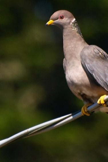 A band-tailed pigeon on a wire.