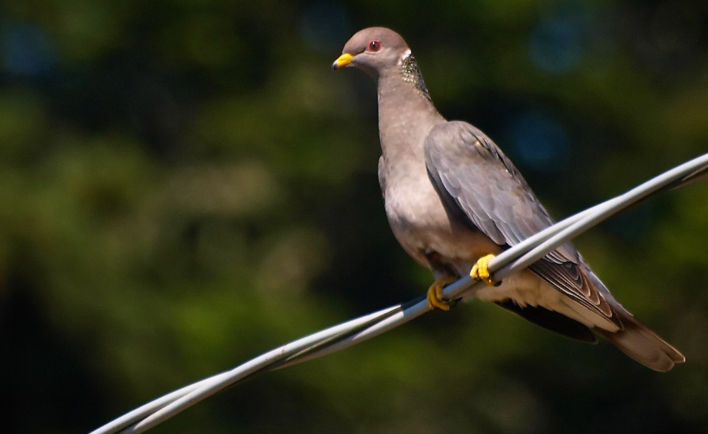 A band-tailed pigeon on a wire. 