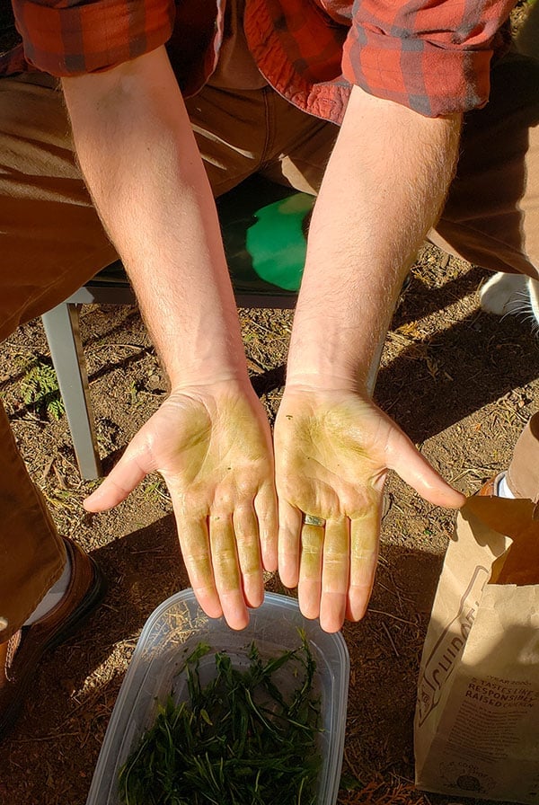 Getting your hands dirty making fireweed tea