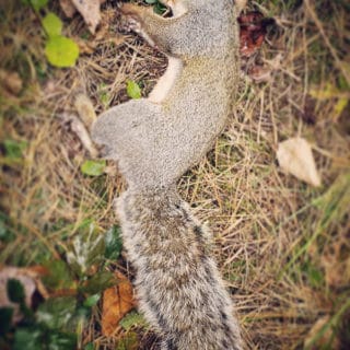 A dead Eastern gray squirrel on the forest floor.