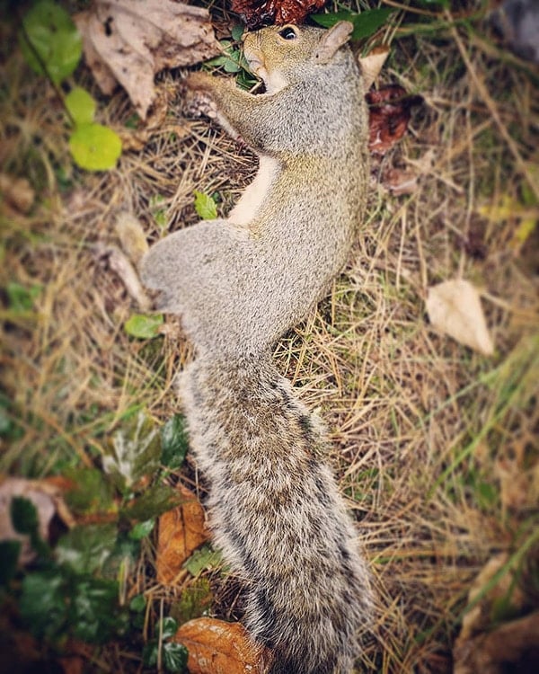 Eastern gray squirrel