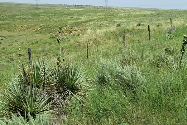 Yucca plants in Kansas