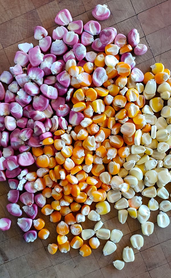 heirloom Mexican corn