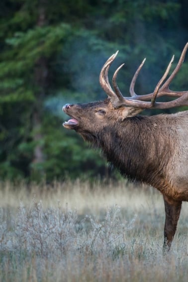 An elk bugling.