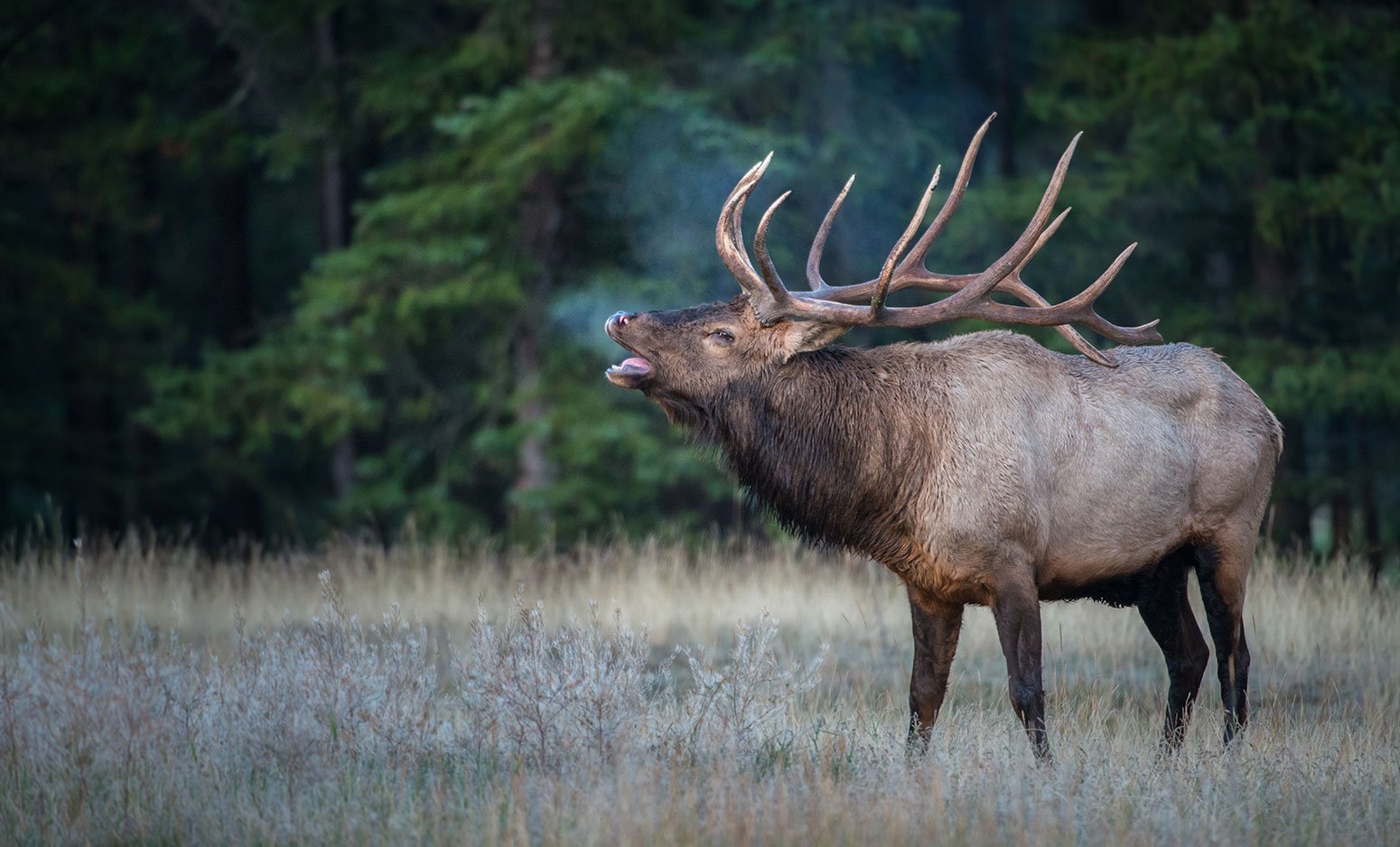 An elk bugling. 