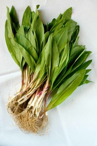 A bunch of ramps ready to cook.