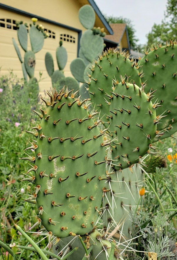 Cactus Cleaner Removing thorns from nopales 