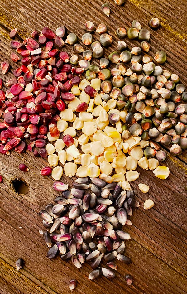 heirloom corn for making masa harina