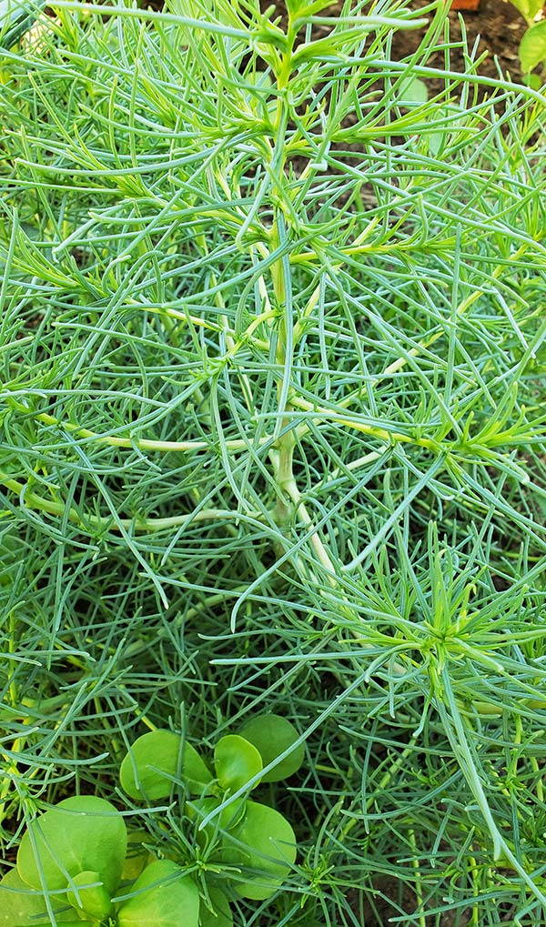 agretti in garden