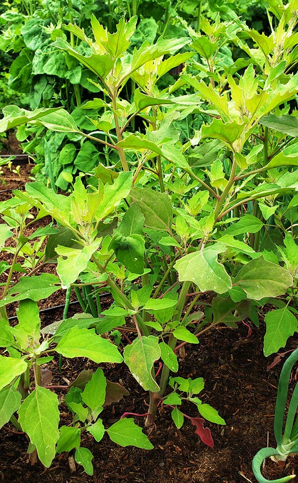 growing lambsquarters in the garden