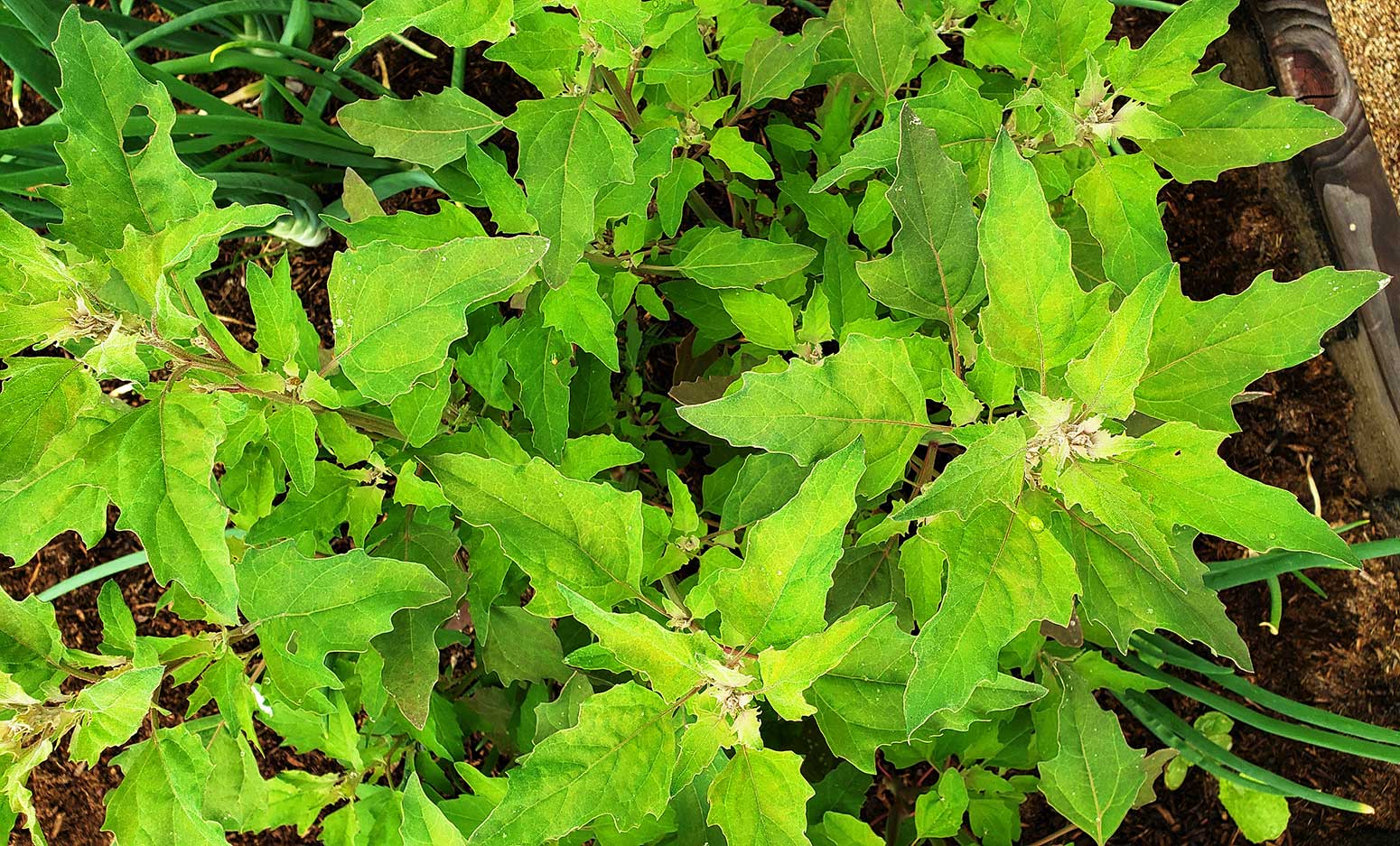 Lambsquarters growing in the garden.