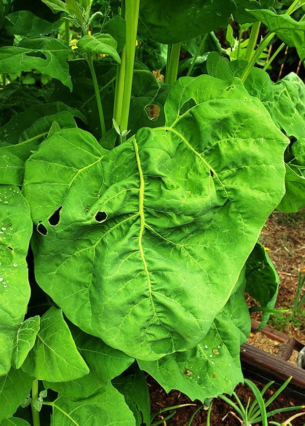 Close up of chamisal quelites leaves. 