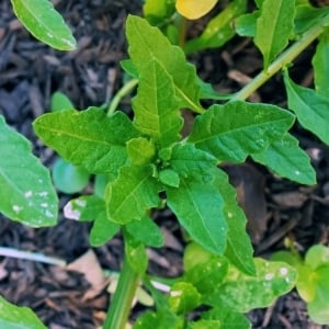 Healthy epazote plant growing in my garden