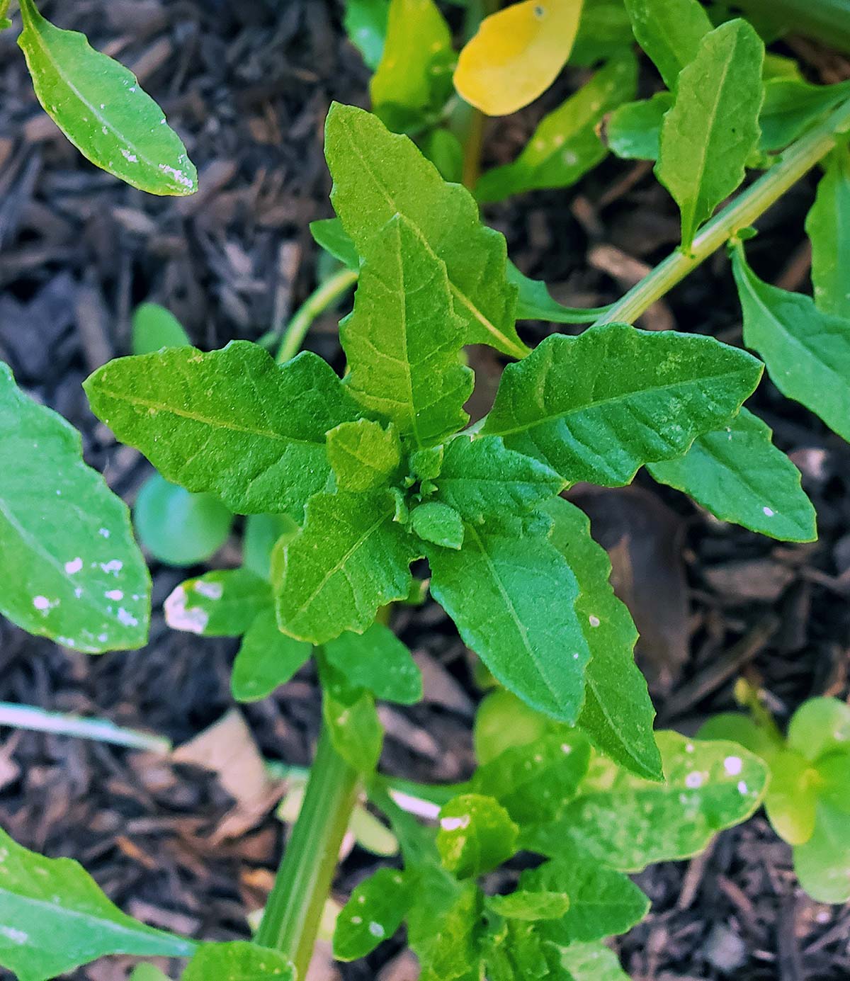 Healthy epazote plant growing in my garden