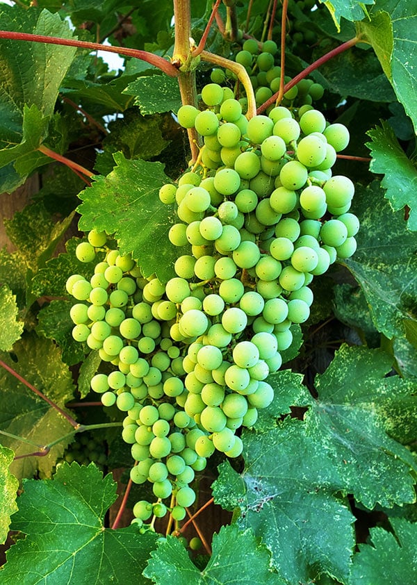 Mission grapes, ripening