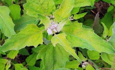 lambsquarters growing in the garden