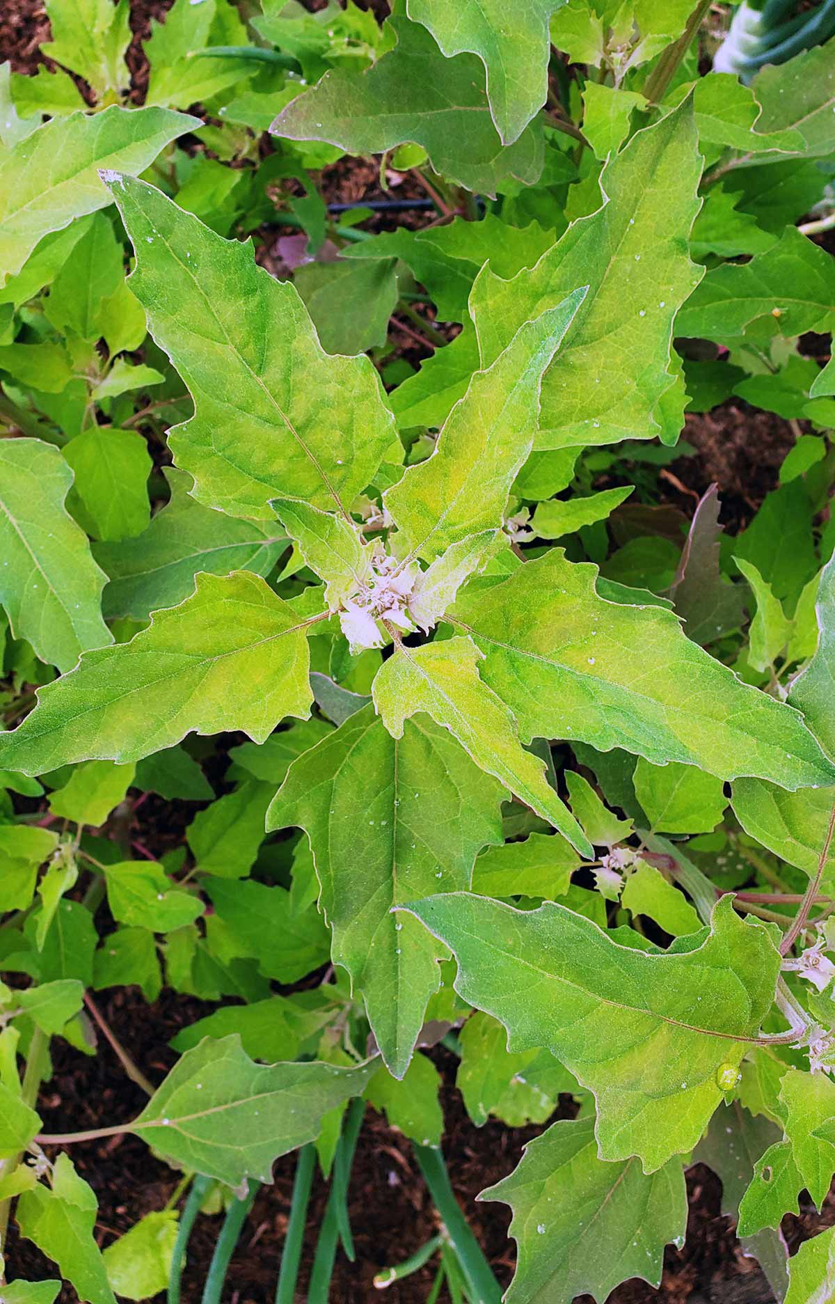 lambsquarters growing in the garden